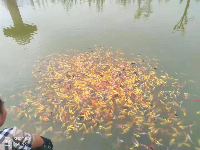 赌网